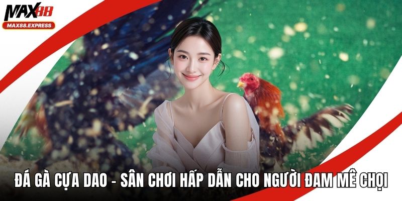 Đá gà cựa dao
